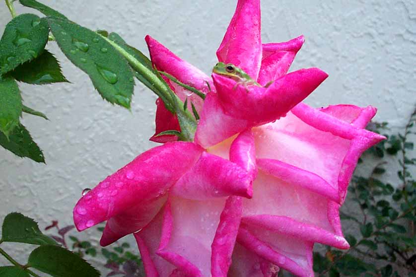 Frogs Taking over the Rose Bush
